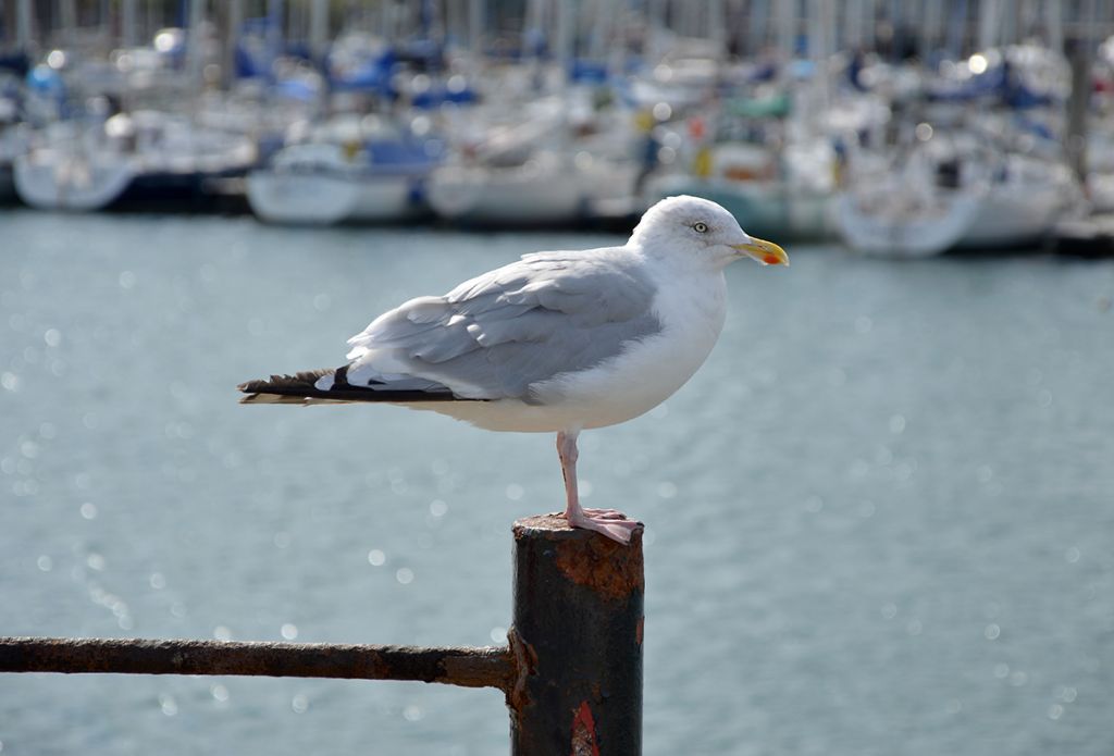 Gabbiani dall''Irlanda